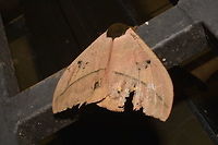 Bull's Eye Silk Moth - Automeris belti This Bull's Eye Silk Moth - Automeris belti probably get its name for the false eyes on it hind wings.<br />
<br />
This is the picture showing the false eyes on its hind wings :<br />
<br />
https://www.jungledragon.com/image/43592/bulls_eye_silk_moth_-_automeris_belti.html<br />
<br />
 Automeris belti,Bull's Eye Silk Moth,Costa Rica,Geotagged,Moth,Winter