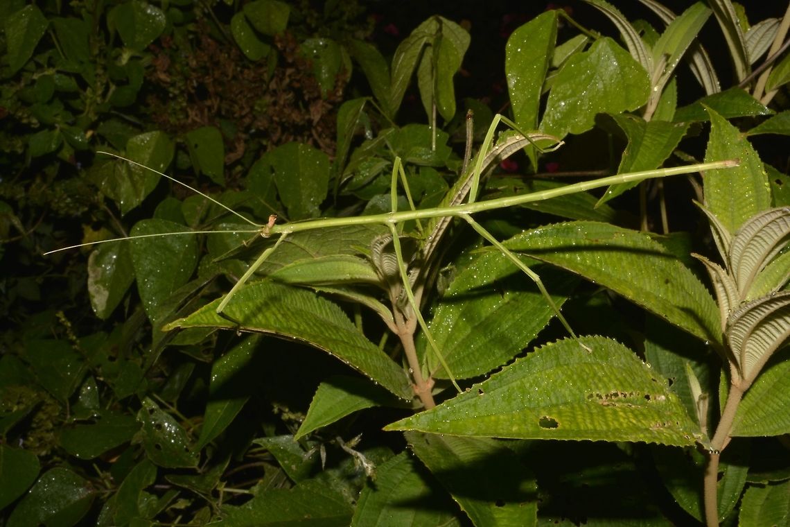 Stick Insect, Phasmid - Phanoclocrania dorsuaria This is a Stick Insect, Phasmid - Phanoclocrania dorsuaria.<br />
When it was first described by St&aring;l back in 1875, it was placed under the genus name of Bostra.<br />
In the year 2011, 2 German taxanomists - Hennemann &amp; Conle studied this species further and created a new genus called Phanoclocrania and placed this species under it.<br />
At the moment, there are only 2 species placed under the genus Phanoclocrania.<br />
This species is rarely seen.<br />
<br />
Close-up of the face showing its 'horn' like appendages can be seen here :<br />
<br />
<figure class="photo"><a href="https://www.jungledragon.com/image/43601/the_dragon_face.html" title="The Dragon Face"><img src="https://s3.amazonaws.com/media.jungledragon.com/images/2994/43601_thumb.jpg?AWSAccessKeyId=05GMT0V3GWVNE7GGM1R2&Expires=1769040010&Signature=CtBVCz%2FeKOme6Yzn2Ph1mwrkm%2BM%3D" width="200" height="134" alt="The Dragon Face This is a close-up of a Stick Insect, Phasmid - Phanoclocrania dorsuaria.<br />
When it was first described by St&aring;l back in 1875, it was placed under the genus name of Bostra.<br />
In the year 2011, 2 German taxanomists - Hennemann &amp; Conle studied this species further and created a new genus called Phanoclocrania and placed this species under it.<br />
At the moment, there are only 2 species placed under the genus Phanoclocrania.<br />
This species is rarely seen.<br />
<br />
Picture of the whole Phasmid can be seen here :<br />
<br />
https://www.jungledragon.com/image/43603/stick_insect_phasmid_-_phanoclocrania_dorsuaria.html<br />
 Costa Rica,Geotagged,Phanoclocrania dorsuaria,Phasmid,Spring,Stick Insect" /></a></figure><br />
<br />
And Male of this species can be seen here :<br />
<br />
<figure class="photo"><a href="https://www.jungledragon.com/image/43666/stick_insect_phasmid_-_phanoclocrania_dorsuaria.html" title="Stick Insect, Phasmid - Phanoclocrania dorsuaria"><img src="https://s3.amazonaws.com/media.jungledragon.com/images/2994/43666_thumb.jpg?AWSAccessKeyId=05GMT0V3GWVNE7GGM1R2&Expires=1769040010&Signature=k4Qo88RkwPBNjtGMJaYr5gvReUo%3D" width="200" height="152" alt="Stick Insect, Phasmid - Phanoclocrania dorsuaria This is the Male of Stick Insect, Phasmid - Phanoclocrania dorsuaria.<br />
When it was first described by St&aring;l back in 1875, it was placed under the genus name of Bostra.<br />
In the year 2011, 2 German taxanomists - Hennemann &amp; Conle studied this species further and created a new genus called Phanoclocrania and placed this species under it.<br />
At the moment, there are only 2 species placed under the genus Phanoclocrania.<br />
This species is rarely seen.<br />
<br />
The Female of the same species can be seen here :<br />
<br />
https://www.jungledragon.com/image/43603/stick_insect_phasmid_-_phanoclocrania_dorsuaria.html Costa Rica,Geotagged,Phanoclocrania dorsuaria,Phasmid,Stick Insect,Winter" /></a></figure><br />
 Costa Rica,Geotagged,Phanoclocrania dorsuaria,Phasmid,Stick Insect,Winter