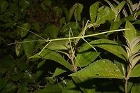 Stick Insect, Phasmid - Phanoclocrania dorsuaria This is a Stick Insect, Phasmid - Phanoclocrania dorsuaria.<br />
When it was first described by St&aring;l back in 1875, it was placed under the genus name of Bostra.<br />
In the year 2011, 2 German taxanomists - Hennemann & Conle studied this species further and created a new genus called Phanoclocrania and placed this species under it.<br />
At the moment, there are only 2 species placed under the genus Phanoclocrania.<br />
This species is rarely seen.<br />
<br />
Close-up of the face showing its 'horn' like appendages can be seen here :<br />
<br />
https://www.jungledragon.com/image/43601/the_dragon_face.html<br />
<br />
And Male of this species can be seen here :<br />
<br />
https://www.jungledragon.com/image/43666/stick_insect_phasmid_-_phanoclocrania_dorsuaria.html<br />
 Costa Rica,Geotagged,Phanoclocrania dorsuaria,Phasmid,Stick Insect,Winter
