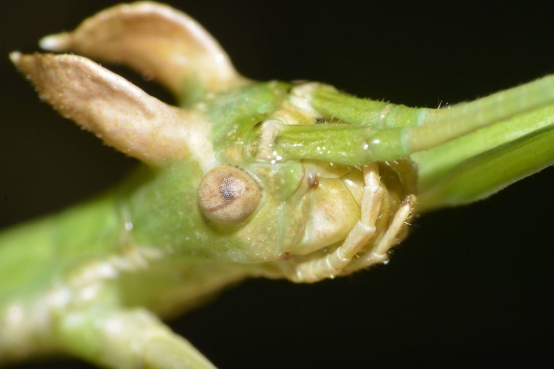 Stick Insect, Phasmid - Phanoclocrania dorsuaria This is a close-up of a Stick Insect, Phasmid - Phanoclocrania dorsuaria.<br />
When it was first described by Stål back in 1875, it was placed under the genus name of Bostra.<br />
In the year 2011, 2 German taxanomists - Hennemann & Conle studied this species further and created a new genus called Phanoclocrania and placed this species under it.<br />
At the moment, there are only 2 species placed under the genus Phanoclocrania.<br />
This species is rarely seen.<br />
<br />
Picture of the whole Phasmid can be seen here :<br />
<br />
<figure class="photo"><a href="https://www.jungledragon.com/image/43603/stick_insect_phasmid_-_phanoclocrania_dorsuaria.html" title="Stick Insect, Phasmid - Phanoclocrania dorsuaria"><img src="https://s3.amazonaws.com/media.jungledragon.com/images/2994/43603_thumb.jpg?AWSAccessKeyId=05GMT0V3GWVNE7GGM1R2&Expires=1759968010&Signature=9qABNhMfg0IM%2F1Zo5nmDG8dnK2g%3D" width="200" height="134" alt="Stick Insect, Phasmid - Phanoclocrania dorsuaria This is a Stick Insect, Phasmid - Phanoclocrania dorsuaria.<br />
When it was first described by Stål back in 1875, it was placed under the genus name of Bostra.<br />
In the year 2011, 2 German taxanomists - Hennemann & Conle studied this species further and created a new genus called Phanoclocrania and placed this species under it.<br />
At the moment, there are only 2 species placed under the genus Phanoclocrania.<br />
This species is rarely seen.<br />
<br />
Close-up of the face showing its 'horn' like appendages can be seen here :<br />
<br />
https://www.jungledragon.com/image/43601/the_dragon_face.html<br />
<br />
And Male of this species can be seen here :<br />
<br />
https://www.jungledragon.com/image/43666/stick_insect_phasmid_-_phanoclocrania_dorsuaria.html<br />
Costa Rica,Geotagged,Phanoclocrania dorsuaria,Phasmid,Stick Insect,Winter" /></a></figure><br />
Costa Rica,Geotagged,Phanoclocrania dorsuaria,Phasmid,Stick Insect,Winter