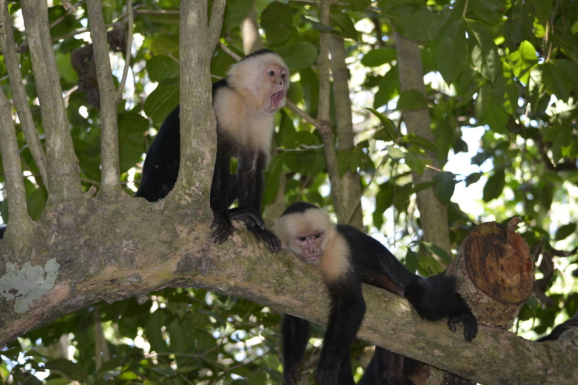 Screaming This White-faced Capuhcin Monkey - Cebus capucinus, are very friendly to visitors in Manuel Antonio National Park as they are used to visitors.  Despite warnings, some visitors also feeds them. Cebus capucinus,Costa Rica,Geotagged,Spring,White-faced Capuchin Monkey,White-headed capuchin