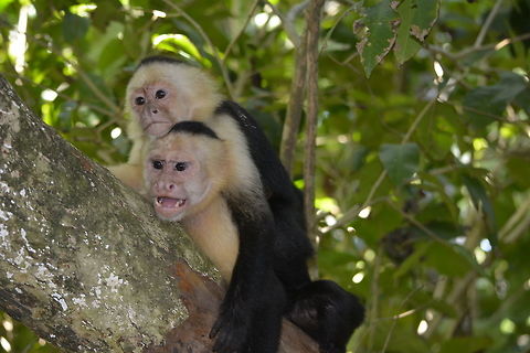 White-faced Capuchin Monkey - Cebus capucinus This White-faced Capuchin Monkey - Cebus capucinus seen at Manuel Antonio National Park are very friendly but this Mother is more cautious as she is with her baby. Cebus capucinus,Costa Rica,Geotagged,Spring,White-headed capuchin