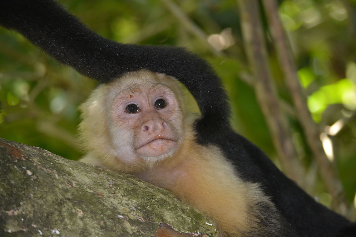 White-faced Capuchin Monkey - Cebus capucinus This White-faced Capuchin Monkey - Cebus capucinus seen at Manuel Antonio National Park are very friendly.<br />
The juveniles are very playful and in this picture, you can see the tail of a second juvenile curling up to the face of another juvenile. Cebus capucinus,Costa Rica,Geotagged,Spring,White-faced Capuchin Monkey,White-headed capuchin
