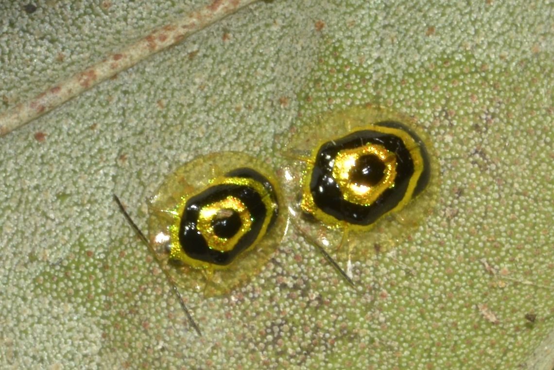 Ringed Tortoise Beetle/Golden Target Beetle - Ischnocodia annulus This Ringed Tortoise Beetle/Golden Target Beetle - Ischnocodia annulus are very small in size.  There are 2 of them in the picture, they probably get the name of Target Beetle for the round/target patterns on their back. Costa Rica,Geotagged,Golden Target Beetle,Ischnocodia annulus,Ringed Tortoise Beetle,Spring,Target Beetle,cassidinae