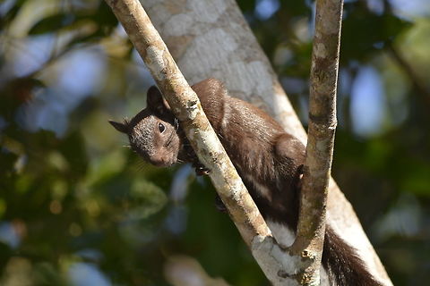 Red-Tailed Squirrel - Sciurus granatensis The Red-Tailed Squirrel - Sciurus granatensis are fairly common in South America. Costa Rica,Geotagged,Red-tailed squirrel,Sciurus granatensis,Spring