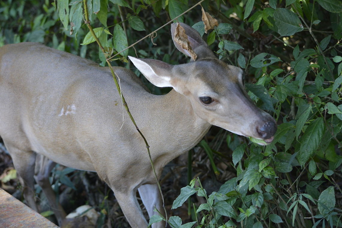 White-Tailed Deer - Odocoileus virginianus This White-Tailed Deer - Odocoileus virginianus at Manuel Antonio National Park are very used to visitors, this one was seen right at the entrance of the Park. Costa Rica,Geotagged,Odocoileus virginianus,Spring,White-tailed Deer