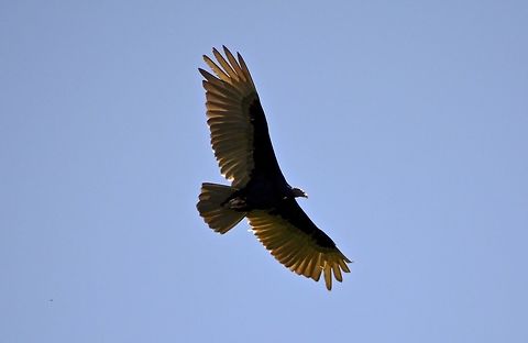 Turkey Vulture - Cathartes aura This Turkey Vulture - Cathartes aura are very common in Costa Rica and my local friend was telling me that they are highly appreciated for cleaning out road-kills (wild animals run-over by cars). Cathartes aura,Costa Rica,Geotagged,Spring,Turkey Vulture