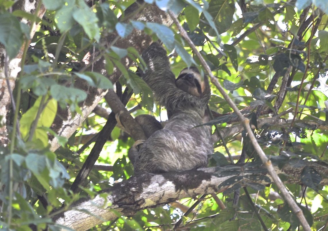 Three-toed Sloth/Brown-throated Sloth - Bradypus variegatus This Three-toed Sloth/Brown-throated Sloth - Bradypus variegatus are very well camouflaged among the tree tops. Bradypus variegatus,Brown-throated sloth,Costa Rica,Geotagged,Spring