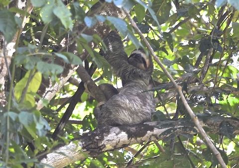 Three-toed Sloth/Brown-throated Sloth - Bradypus variegatus This Three-toed Sloth/Brown-throated Sloth - Bradypus variegatus are very well camouflaged among the tree tops. Bradypus variegatus,Brown-throated sloth,Costa Rica,Geotagged,Spring