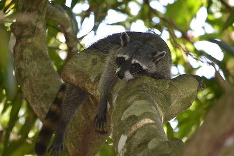 Siesta Time This Crab-eating Raccoon - Procyon cancrivorus although known to feeds on crabs and other crustaceans, they are also known to feeds on turtle eggs, small amphibians and fruits. Costa Rica,Crab-eating Raccoon,Geotagged,Procyon cancrivorus,Spring