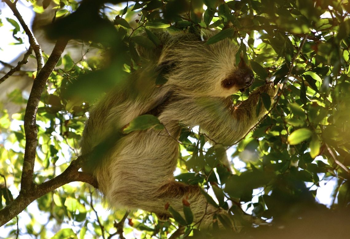 Two-toed Sloth - Choloepus hoffmanni The sloth body is specialized for a low intake of indigestible food, particularly mature leaves of forest trees. They use fewer resources per day than most mammals and have corresponding traits such as their famous lethargic behavior, long periods between defecating, and highly variable body temperature. This sloth occupies a home range of less than 2 ha and may use fifty trees of up to thirty species, eating leaves of different ages. They digest food very slowly, taking several days to do so. They descend from the canopy once a week to defecate. Mothers carry their young for a few months, so they have the opportunity to learn what to eat; then the mother leaves to a different part of her home range, bequeathing the first home range to the offspring.  Choloepus hoffmanni,Costa Rica,Geotagged,Hoffmanns two-toed sloth,Spring