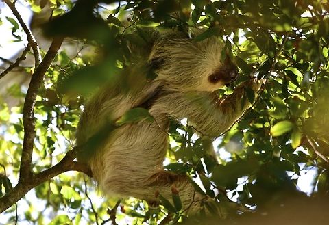 Two-toed Sloth - Choloepus hoffmanni The sloth body is specialized for a low intake of indigestible food, particularly mature leaves of forest trees. They use fewer resources per day than most mammals and have corresponding traits such as their famous lethargic behavior, long periods between defecating, and highly variable body temperature. This sloth occupies a home range of less than 2 ha and may use fifty trees of up to thirty species, eating leaves of different ages. They digest food very slowly, taking several days to do so. They descend from the canopy once a week to defecate. Mothers carry their young for a few months, so they have the opportunity to learn what to eat; then the mother leaves to a different part of her home range, bequeathing the first home range to the offspring.  Choloepus hoffmanni,Costa Rica,Geotagged,Hoffmanns two-toed sloth,Spring