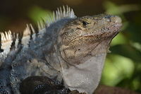 Changing skin Ctenosaura similis, commonly known as the black spiny-tailed iguana, black iguana, or black ctenosaur, is a lizard native to Mexico and Central America that has been introduced to the United States in the state of Florida. It is the largest species in the genus Ctenosaura and has been recorded as the fastest-running species of lizard.<br />
<br />
This large Lizard was seen at a phase of shedding its skin.<br />
<br />
Picture of the whole animal can be seen here :<br />
<br />
https://www.jungledragon.com/image/43632/black_spiny-tailed_iguana_-_ctenosaura_similis.html<br />
 Costa Rica,Ctenosaura similis,Geotagged,SpringBlack Spiny-Tailed Iguana