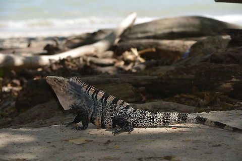 Black Spiny-Tailed Iguana - Ctenosaura similis Ctenosaura similis, commonly known as the black spiny-tailed iguana, black iguana, or black ctenosaur, is a lizard native to Mexico and Central America that has been introduced to the United States in the state of Florida. It is the largest species in the genus Ctenosaura and has been recorded as the fastest-running species of lizard.

Close up of this Iguana can be seen here :

https://www.jungledragon.com/image/43631/changing_skin.html
 Black-Spiny Tailed Iguana,Costa Rica,Ctenosaura similis,Geotagged,Spring