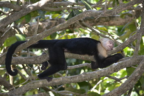 Siesta White Faced Capuchin Monkey - Cebus capucinus, taking a nap Cebus capucinus,Costa Rica,Geotagged,Spring,White-headed capuchin