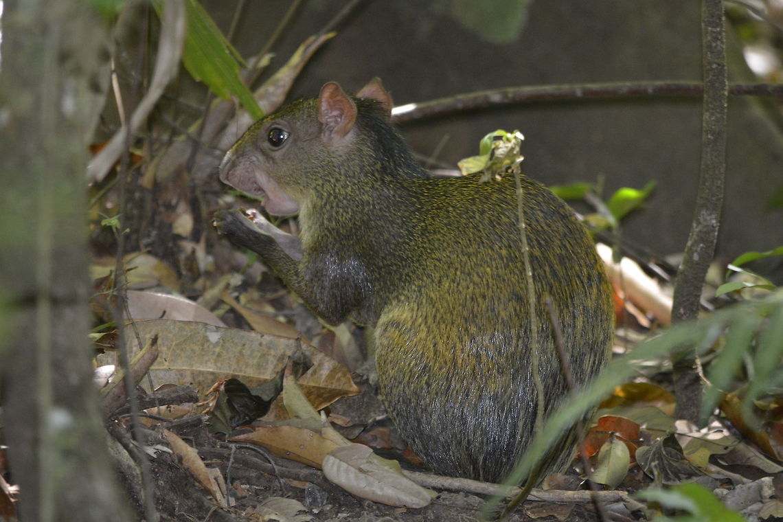 Central American Agouti - Dasyprocta punctata The Central American Agouti - Dasyprocta punctata are known to live in monogamous pairs. Agouti,Central American Agouti,Central American agouti,Costa Rica,Dasyprocta punctata,Geotagged,Spring