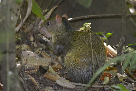 Central American Agouti - Dasyprocta punctata The Central American Agouti - Dasyprocta punctata are known to live in monogamous pairs. Agouti,Central American Agouti,Central American agouti,Costa Rica,Dasyprocta punctata,Geotagged,Spring