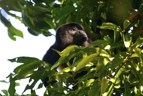 Howler Monkey - Alouatta Palliata The Howler Monkey - Alouatta Palliata are among the largest of the New World Monkey and one of only a few nest-building monkeys. Alouatta palliata,Costa Rica,Geotagged,Howler Monkey,Mantled howler,Monkey,Spring