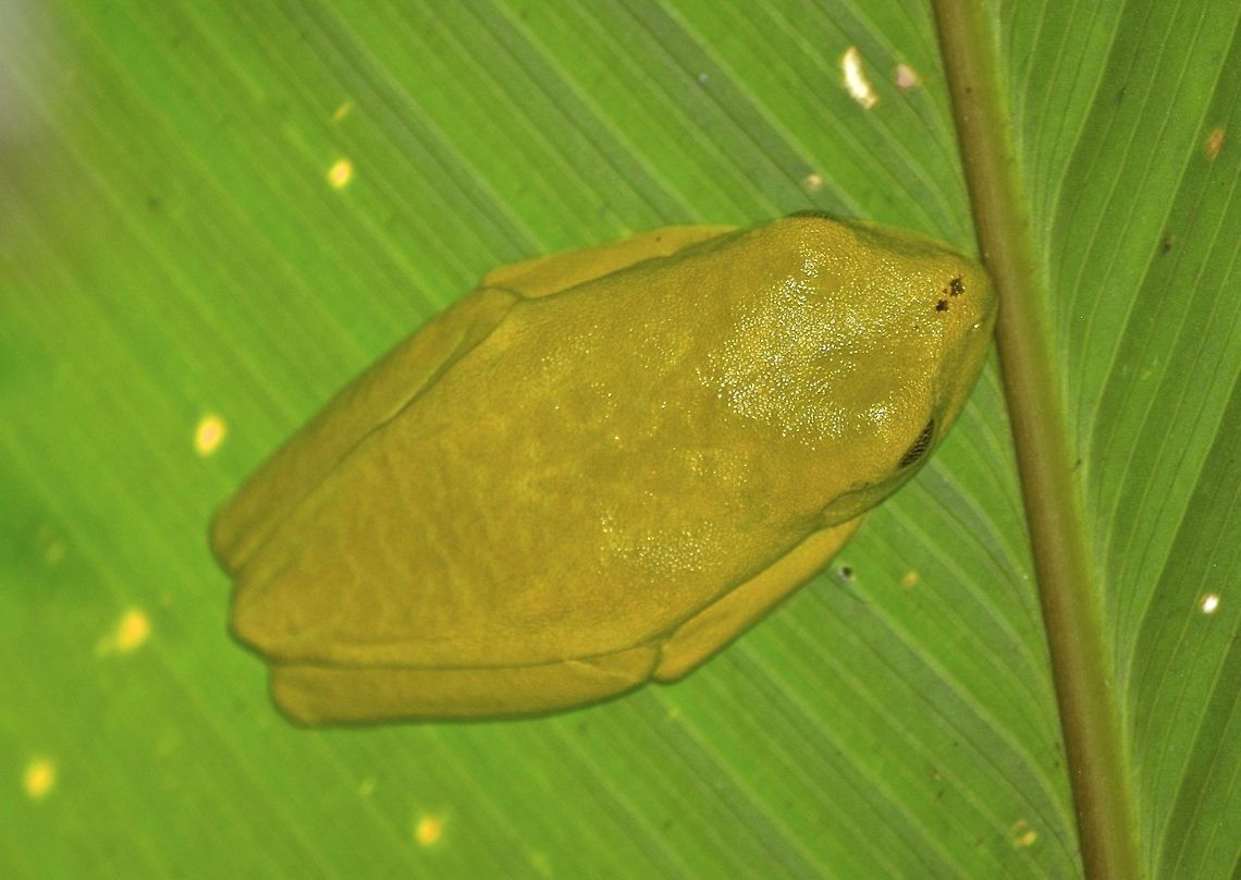 Red-Eyed Tree Frog - Agalychnis callidryas We saw this Red-Eyed Tree Frog - Agalychnis callidryas, during day time, and it was sleeping. Agalychnis callidryas,Costa Rica,Geotagged,Red-eyed tree frog,Spring