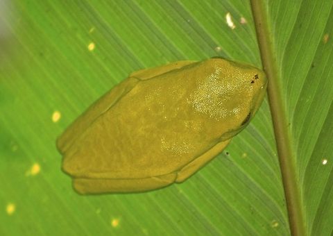 Red-Eyed Tree Frog - Agalychnis callidryas We saw this Red-Eyed Tree Frog - Agalychnis callidryas, during day time, and it was sleeping. Agalychnis callidryas,Costa Rica,Geotagged,Red-eyed tree frog,Spring