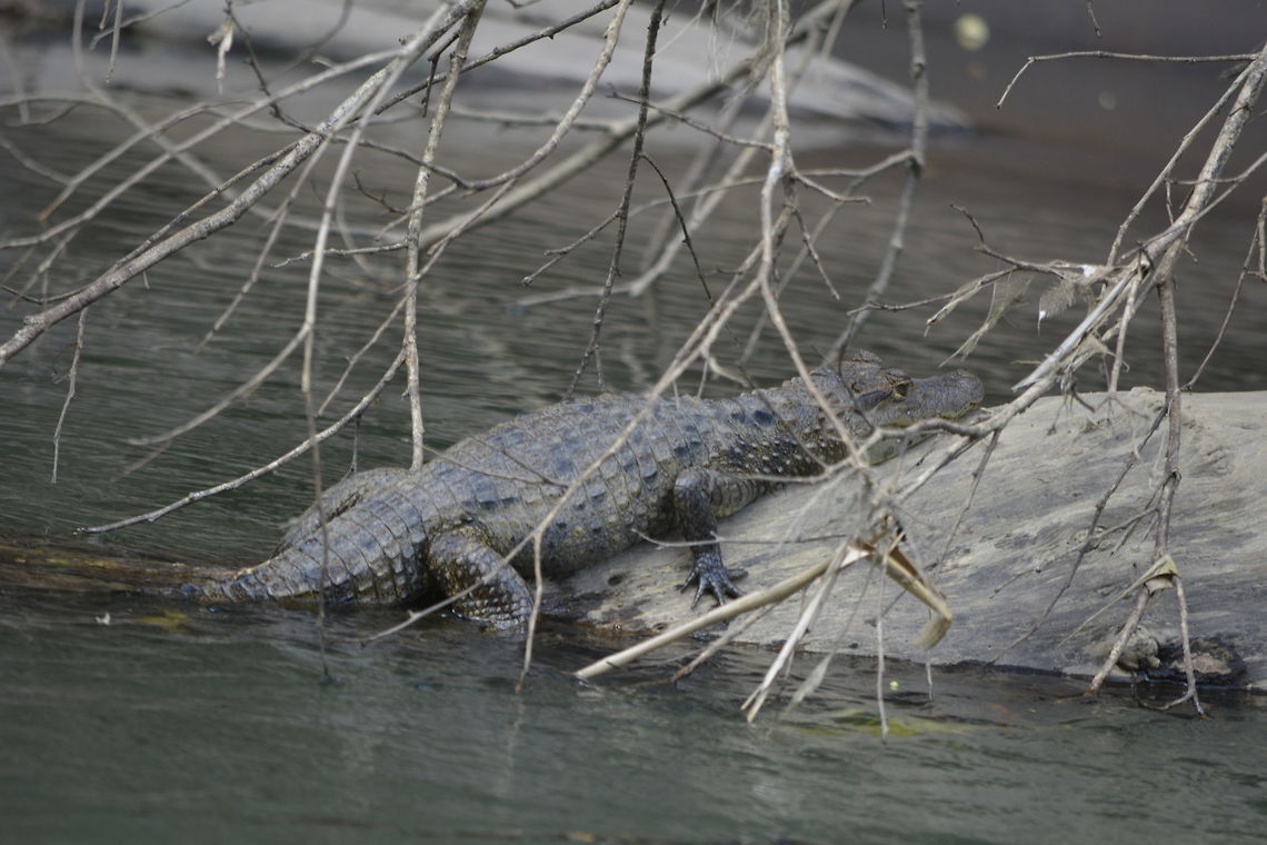 Spectacled Caiman - Caiman crocodilus The spectacled caiman - Caiman crocodilus, also known as the white caiman or common caiman, is a crocodilian reptile found in much of Central and South America. Around 1.5 - 2 meters length. Caiman crocodilus,Costa Rica,Geotagged,Spectacled caiman,Spring