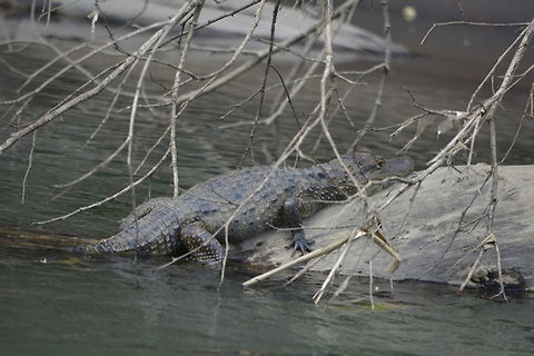 Spectacled Caiman - Caiman crocodilus The spectacled caiman - Caiman crocodilus, also known as the white caiman or common caiman, is a crocodilian reptile found in much of Central and South America. Around 1.5 - 2 meters length. Caiman crocodilus,Costa Rica,Geotagged,Spectacled caiman,Spring