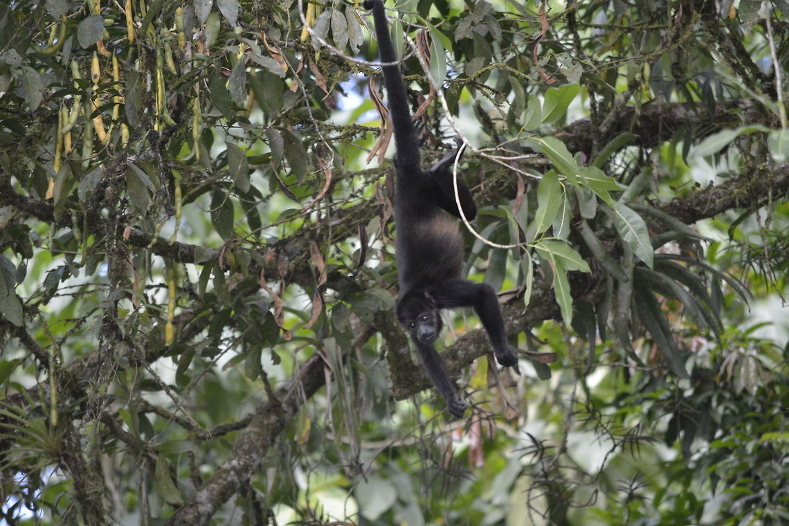 Hanging by the tail The Howler Monkey - Alouatta Palliata are among the largest of the New World Monkey and one of only a few nest-building monkeys. Alouatta palliata,Costa Rica,Geotagged,Howler Monkey,Mantled howler,Monkey,Spring