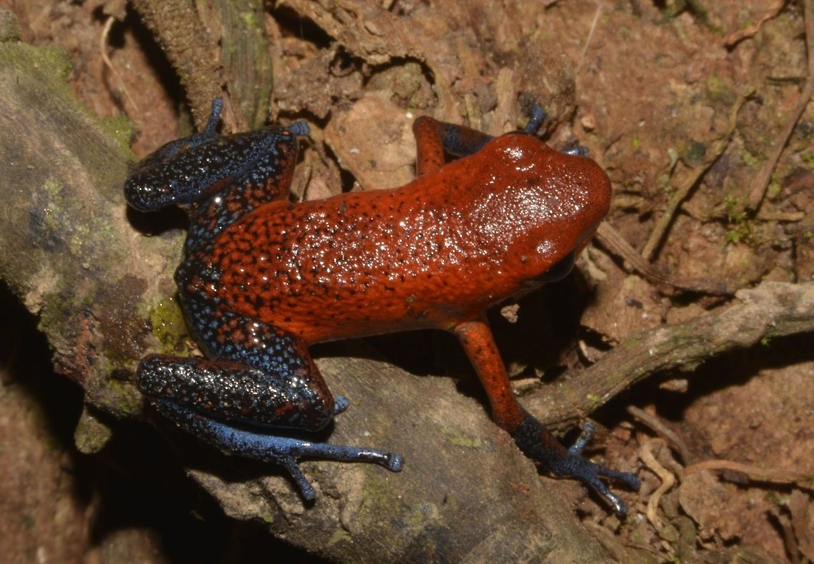 Blue Jeans Frog - Oophaga pumilio This Blue Jeans Frog - Oophaga pumilio are very small in size, around 2 cm, with bright red body and blue hind legs.  They are very poisonous Costa Rica,Geotagged,Oophaga pumilio,Spring,Strawberry poison-dart frog