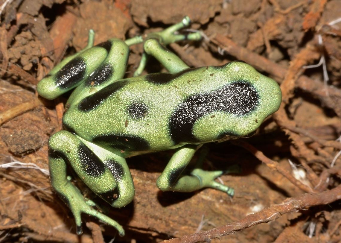 Military Camouflage This Green &amp; Black Poison Dart Frog - Dendrobates auratus, while not the most toxic poison dart frog, is still a highly toxic animal. The very small amount of poison the frog possesses is still enough to make a human heart stop beating. Like most poison dart frogs, however, the green-and-black poison dart frog will only release its poison if it feels that it is threatened, and wild specimens can be handled if the human holding it is calm and relaxed. The green-and-black poison frog, as with all poison dart frogs, loses its toxicity in captivity due to a change in diet. This has led scientists to believe that the green-and-black poison frog actually takes its poison from the mites it feeds on. Costa Rica,Dart Frog,Dendrobates auratus,Frog,Geotagged,Green & Black Poison Dart Frog,Spring