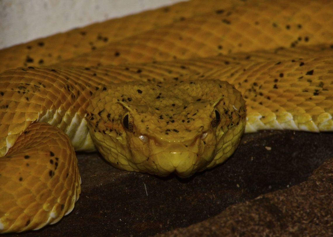 Check out my eyelashes The Eyelash Viper - Bothriechis schlegelii, is a venomous pit viper species found in Central and South America.<br />
The main characteristic feature of them is the  superciliary scales over the eyes.<br />
<br />
This Viper was seen in an enclosure, kept as display by the Private Park Bothriechis schlegelii,Costa Rica,Eyelash viper,Geotagged,Spring,Viper
