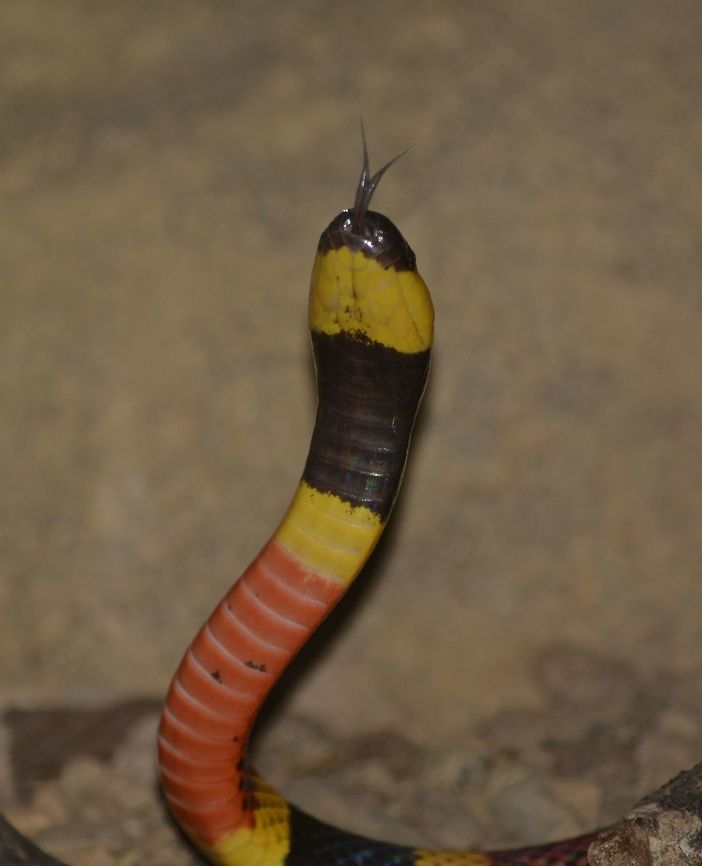 Costa Rican Coral Snake - Micrurus mosquitensis This Coral Snake - Micrurus mosquitensis has bright yellow and red bands and are venomous.<br />
<br />
This Coral Snake was seen in an enclosure on display at a Private Park. Costa Rica,Geotagged,Micrurus mosquitensis,Spring