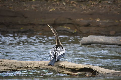 Water Turkey - Anhinga anhinga A bird of southern swamps, Anhinga is known as the Water-Turkey for its swimming habits and broad tail, and also as the Snake-Bird for its habit of swimming with just its long head and neck sticking out of the water. Anhinga,Anhinga anhinga,Costa Rica,Geotagged,Spring,Water Turkey