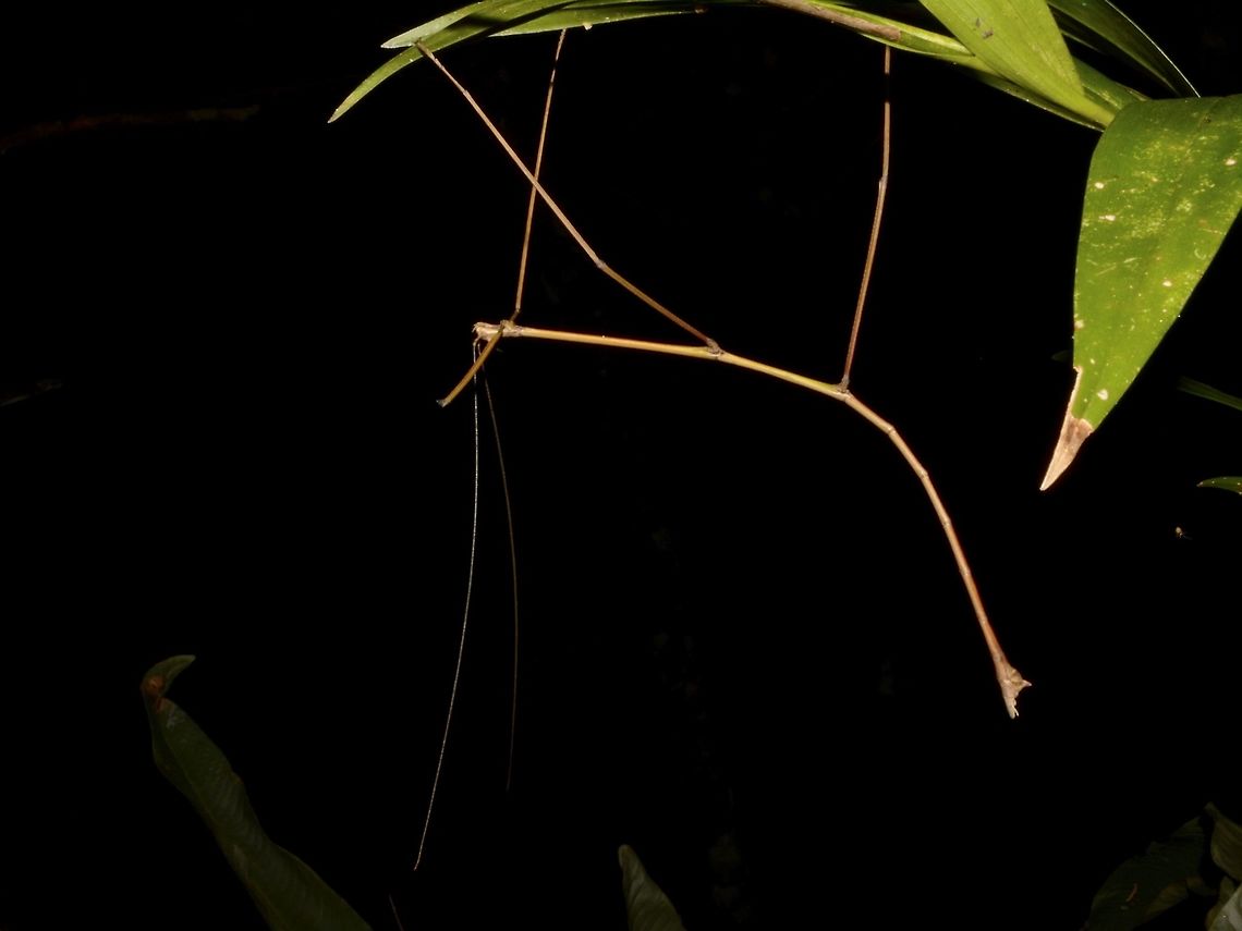 Stick Insect, Phasmid - Phanoclocrania dorsuaria This is the Male of Stick Insect, Phasmid - Phanoclocrania dorsuaria.<br />
When it was first described by St&aring;l back in 1875, it was placed under the genus name of Bostra.<br />
In the year 2011, 2 German taxanomists - Hennemann &amp; Conle studied this species further and created a new genus called Phanoclocrania and placed this species under it.<br />
At the moment, there are only 2 species placed under the genus Phanoclocrania.<br />
This species is rarely seen.<br />
<br />
The Female of the same species can be seen here :<br />
<br />
<figure class="photo"><a href="https://www.jungledragon.com/image/43603/stick_insect_phasmid_-_phanoclocrania_dorsuaria.html" title="Stick Insect, Phasmid - Phanoclocrania dorsuaria"><img src="https://s3.amazonaws.com/media.jungledragon.com/images/2994/43603_thumb.jpg?AWSAccessKeyId=05GMT0V3GWVNE7GGM1R2&Expires=1769040010&Signature=OMhBK%2FWBI3NdhGXktWB2aucnLVM%3D" width="200" height="134" alt="Stick Insect, Phasmid - Phanoclocrania dorsuaria This is a Stick Insect, Phasmid - Phanoclocrania dorsuaria.<br />
When it was first described by St&aring;l back in 1875, it was placed under the genus name of Bostra.<br />
In the year 2011, 2 German taxanomists - Hennemann &amp; Conle studied this species further and created a new genus called Phanoclocrania and placed this species under it.<br />
At the moment, there are only 2 species placed under the genus Phanoclocrania.<br />
This species is rarely seen.<br />
<br />
Close-up of the face showing its 'horn' like appendages can be seen here :<br />
<br />
https://www.jungledragon.com/image/43601/the_dragon_face.html<br />
<br />
And Male of this species can be seen here :<br />
<br />
https://www.jungledragon.com/image/43666/stick_insect_phasmid_-_phanoclocrania_dorsuaria.html<br />
 Costa Rica,Geotagged,Phanoclocrania dorsuaria,Phasmid,Stick Insect,Winter" /></a></figure> Costa Rica,Geotagged,Phanoclocrania dorsuaria,Phasmid,Stick Insect,Winter