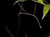 Stick Insect, Phasmid - Phanoclocrania dorsuaria This is the Male of Stick Insect, Phasmid - Phanoclocrania dorsuaria.<br />
When it was first described by St&aring;l back in 1875, it was placed under the genus name of Bostra.<br />
In the year 2011, 2 German taxanomists - Hennemann & Conle studied this species further and created a new genus called Phanoclocrania and placed this species under it.<br />
At the moment, there are only 2 species placed under the genus Phanoclocrania.<br />
This species is rarely seen.<br />
<br />
The Female of the same species can be seen here :<br />
<br />
https://www.jungledragon.com/image/43603/stick_insect_phasmid_-_phanoclocrania_dorsuaria.html Costa Rica,Geotagged,Phanoclocrania dorsuaria,Phasmid,Stick Insect,Winter