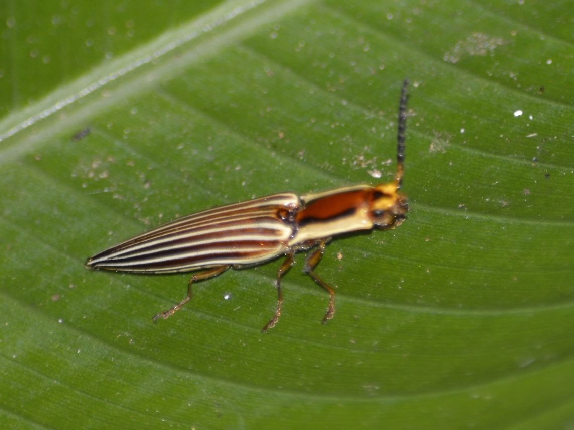 Click Beetle - Semiotus sp Small Beetle with narrow body and lined-pattern on its back.<br />
<br />
Possibly from the genus Semiotus. Beetle,Costa Rica,Geotagged,Semiotus,Semiotus sp,Winter,elateridae