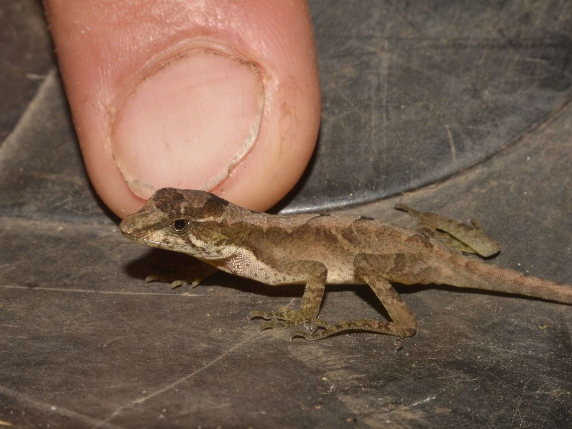 Baby Anolis - Anolis polylepis A juvenile Anole. <br />
Thumb of our guide for size reference. Anole,Anolis polylepis,Costa Rica,Geotagged,Many-scaled anole,Winter