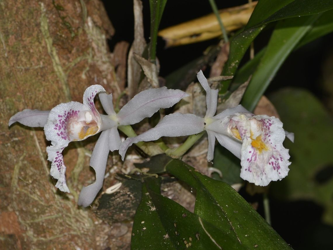 Orchids The flowers of this Orchids are quite big in size. Costa Rica,Geotagged,Orchids,Trichopilia suavis,Winter