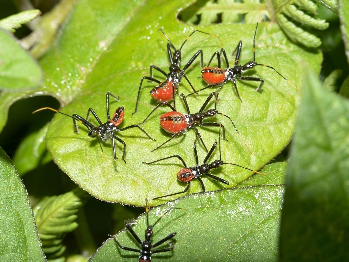 Nymphs of Cog Wheel Assassin Bug This are the nymphs of Cog Wheel Assassin Bug - Arilus gallus.<br />
<br />
Picture of the adult can be seen here :<br />
<br />
<figure class="photo"><a href="https://www.jungledragon.com/image/43581/cogwheel_assassin_bug_-_arilus_gallus.html" title="Cogwheel Assassin Bug - Arilus gallus"><img src="https://s3.amazonaws.com/media.jungledragon.com/images/2994/43581_thumb.JPG?AWSAccessKeyId=05GMT0V3GWVNE7GGM1R2&Expires=1770854410&Signature=0MuuL5WH6jgwQaN9ifXq2nYccBA%3D" width="200" height="134" alt="Cogwheel Assassin Bug - Arilus gallus This was a large sized Assassin Bug, named Cogwheel Assassin Bug - Arilus gallus because of the structure on its thorax that looks like a Cogwheel.<br />
<br />
Picture of the nymphs can be seen here :<br />
<br />
https://www.jungledragon.com/image/43675/nymphs_of_cog_wheel_assassin_bug.html<br />
 Arilus gallus,Cog Wheel Assassin Bug,Costa Rica,Geotagged,Spring" /></a></figure><br />
 Arilus gallus,Cog Wheel Assassin Bug,Costa Rica,Geotagged,Winter,nymph