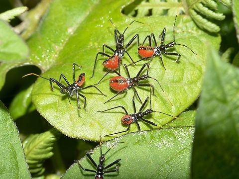Nymphs of Cog Wheel Assassin Bug This are the nymphs of Cog Wheel Assassin Bug - Arilus gallus.

Picture of the adult can be seen here :

https://www.jungledragon.com/image/43581/cogwheel_assassin_bug_-_arilus_gallus.html
 Arilus gallus,Cog Wheel Assassin Bug,Costa Rica,Geotagged,Winter,nymph