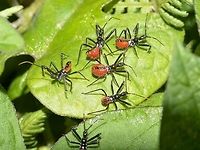 Nymphs of Cog Wheel Assassin Bug This are the nymphs of Cog Wheel Assassin Bug - Arilus gallus.<br />
<br />
Picture of the adult can be seen here :<br />
<br />
https://www.jungledragon.com/image/43581/cogwheel_assassin_bug_-_arilus_gallus.html<br />
 Arilus gallus,Cog Wheel Assassin Bug,Costa Rica,Geotagged,Winter,nymph