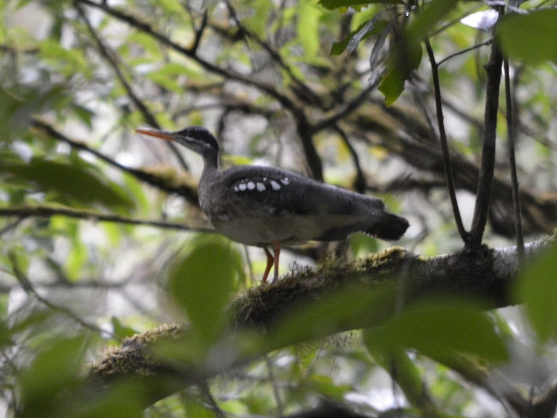 Sunbittern - Eurypyga helias  Bird,Costa Rica,Eurypyga helias,Geotagged,Sunbittern,Winter