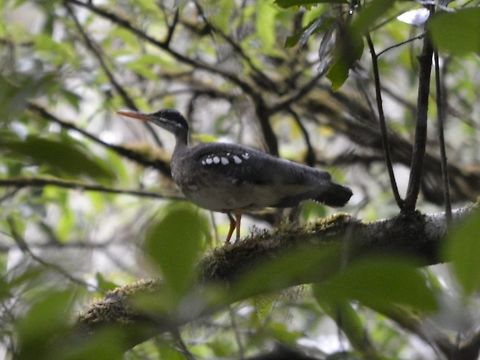 Sunbittern - Eurypyga helias  Bird,Costa Rica,Eurypyga helias,Geotagged,Sunbittern,Winter