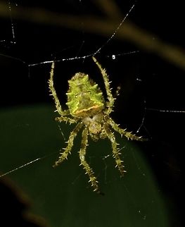 Spiny Spider - Parawixia sp Small green Spider that is hairy and spiny, possibly an Orb Weaver - Parawixia sp. Costa Rica,Geotagged,Orb Weaver,Parawixia,Parawixia sp,Spider,Spring