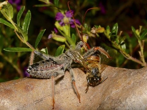 Bee Meal This Nymph of an Assassin Bug is having a meal of a Bee.
They have a mouth that are designed for piercing and sucking of juices from the victim's body. They have a beak composed of three segments and a single tube through which assassin bug transfers its poisonous saliva. Assassin Bug,Costa Rica,Geotagged,Meal,Winter