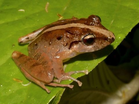 Fitzinger's Robber Frog - Craugastor fitzingeri The Fitzinger's Robber Frog - Craugastor fitzingeri, is also known as the Common Rain Frog.
They can be highly variable, this one has a band running down the middle of its back. Costa Rica,Craugastor fitzingeri,Fitzingers Robber Frog,Frog,Geotagged,Winter