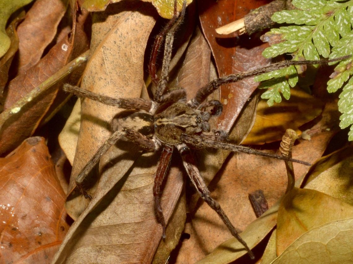 Spider This is probably a Huntsman Spider, seen among leaf litters. Costa Rica,Geotagged,Spide,Winter