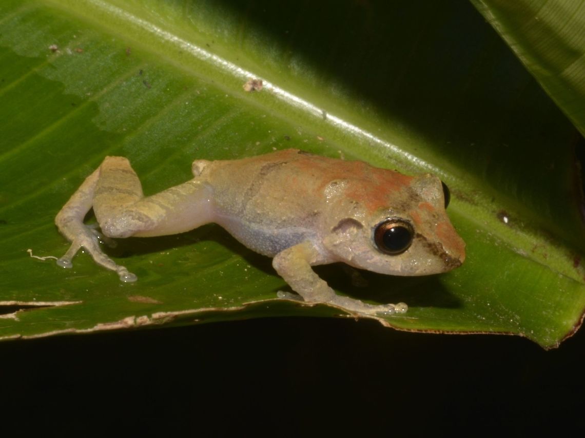 Ready to Jump Small Frog, with &#039;faint&#039; bands on its lower back and hind legs Costa Rica,Frog,Geotagged,Pristimantis ridens,Winter