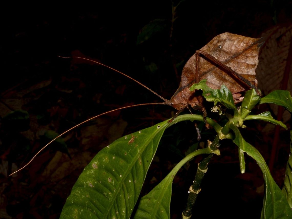 Dead Leaf Katydid This Dead Leaf Katydid was nicely posing on the small plant, but it doesn't camouflage well with it. Costa Rica,Dead Leaf Katydid,Geotagged,Katydid,Leaf Katydid,Winter