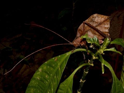 Dead Leaf Katydid This Dead Leaf Katydid was nicely posing on the small plant, but it doesn't camouflage well with it. Costa Rica,Dead Leaf Katydid,Geotagged,Katydid,Leaf Katydid,Winter