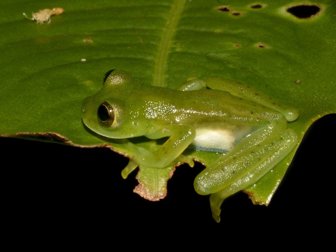Emerald Glass Frog This is a very small Frog, with translucent abdomen skin.<br />
From the side view, its possible to see a bit of its translucent abdomen. Centrolene prosoblepon,Costa Rica,Emerald Glass Frog,Geotagged,Winter